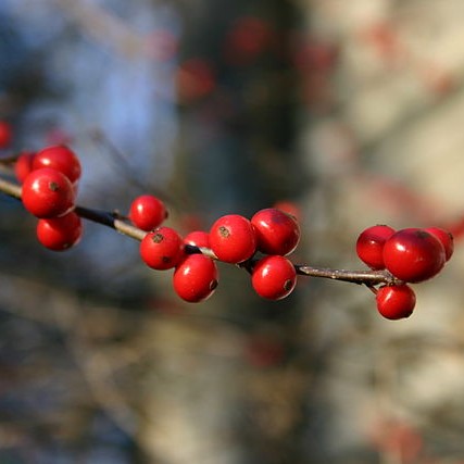 Winterberry
