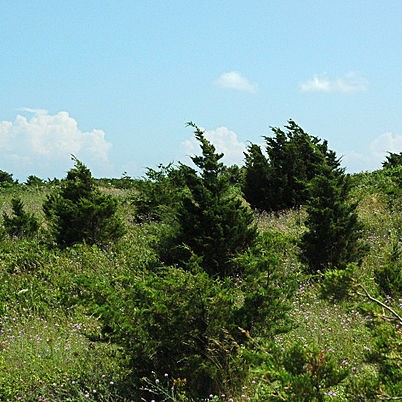 Eastern Red Cedar