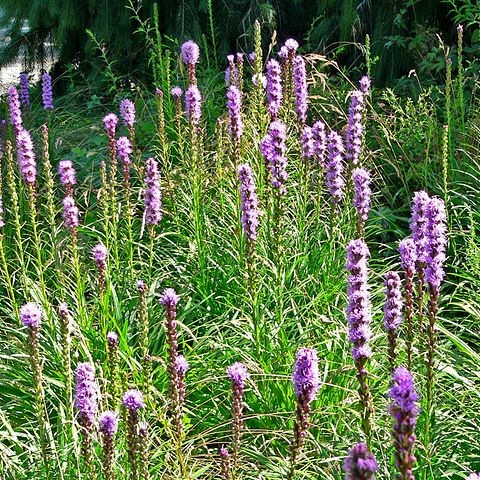 Purple Blazing Star