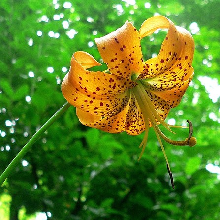 Turk's Cap Lily