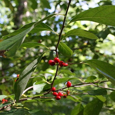 Spicebush