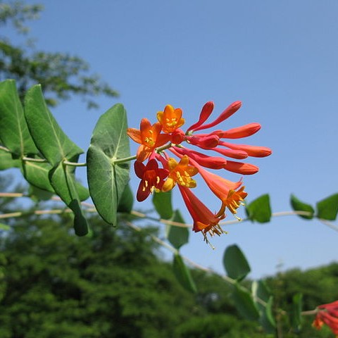 Coral Honeysuckle