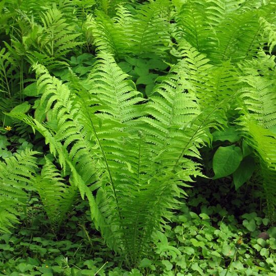 Ostrich Fern