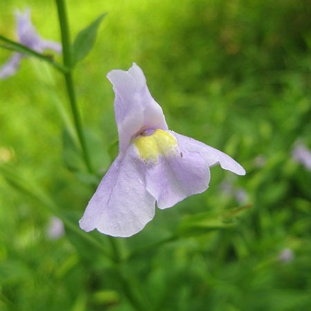 Monkey Flower