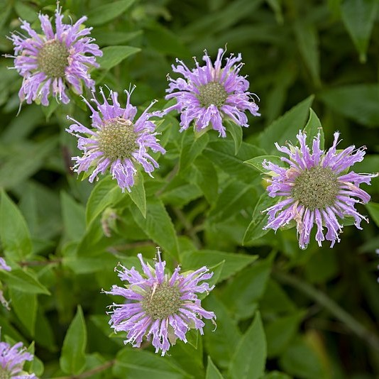 Wild Bergamot