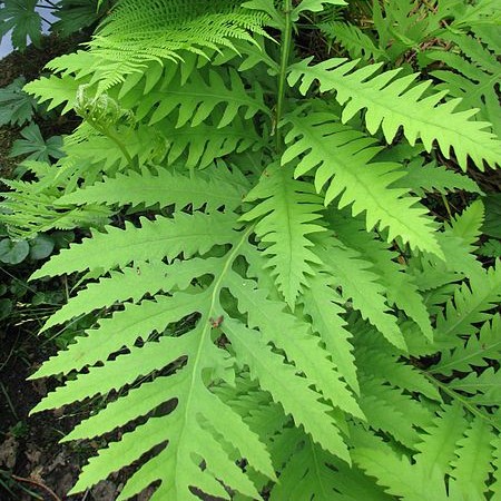 Sensitive Fern