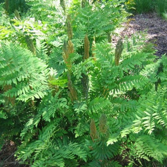 Royal Fern