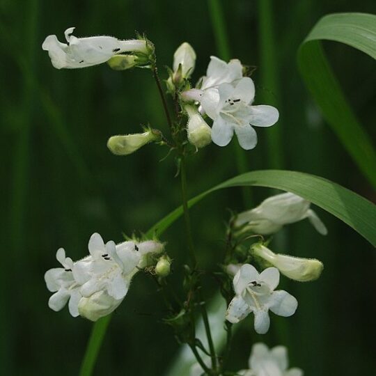 Foxglove Beardtongue