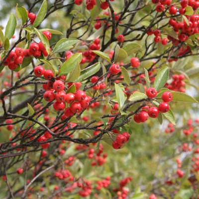 Red Chokeberry