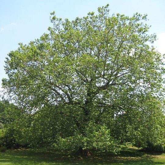 American Sycamore