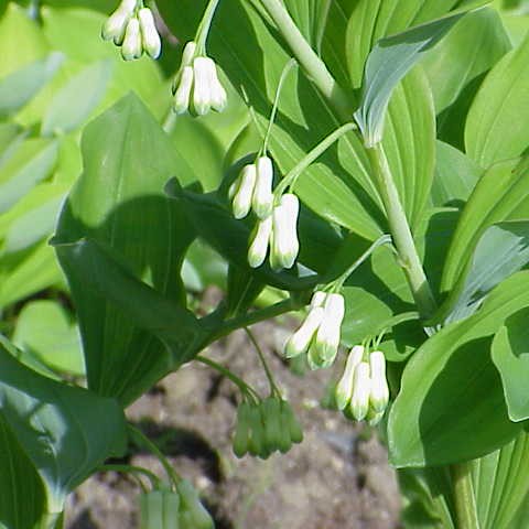 Great Solomon's Seal