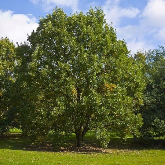 Swamp White Oak