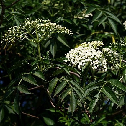 Common Elderberry