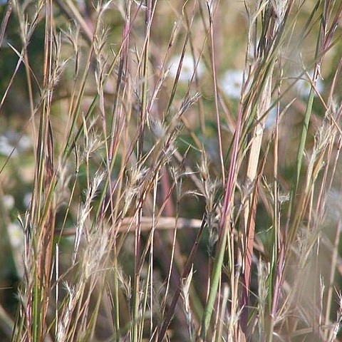 Schizachyrium_scoparium