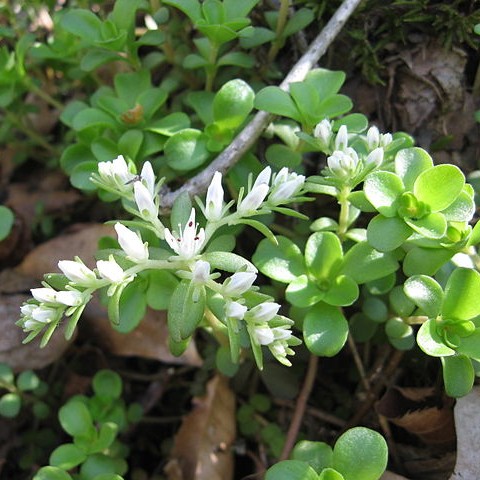 Wild Stonecrop