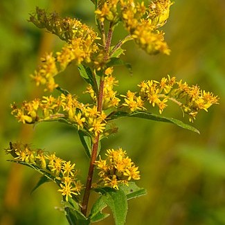 Showy Goldenrod