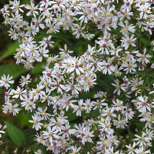 Blue Wood Aster
