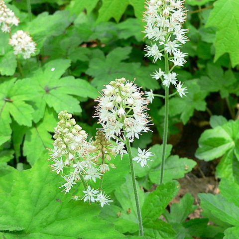 Foamflower