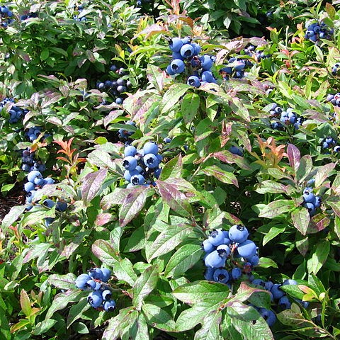 Lowbush Blueberry