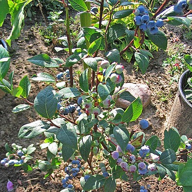 Highbush Blueberry