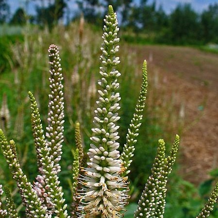 Culver's Root