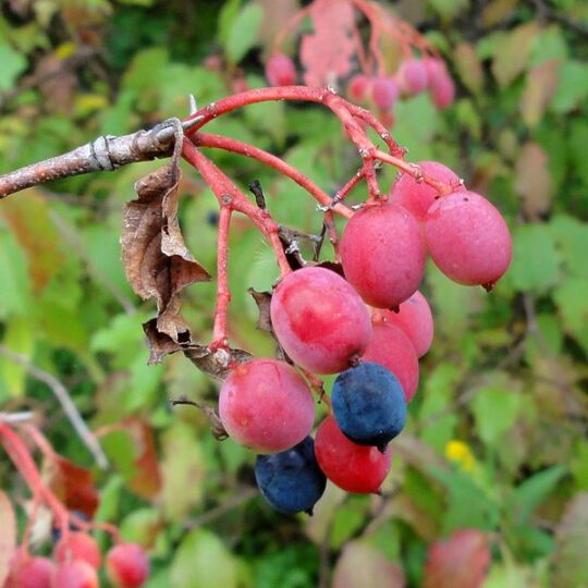 Nannyberry Viburnum