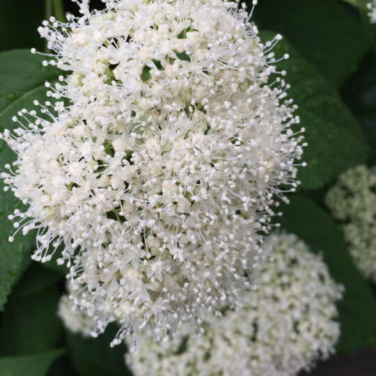 Wild Hydrangea