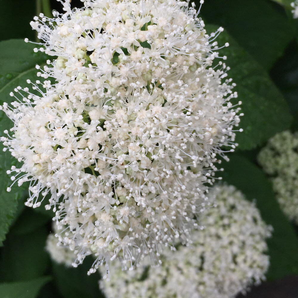 Hydrangea_arborescens