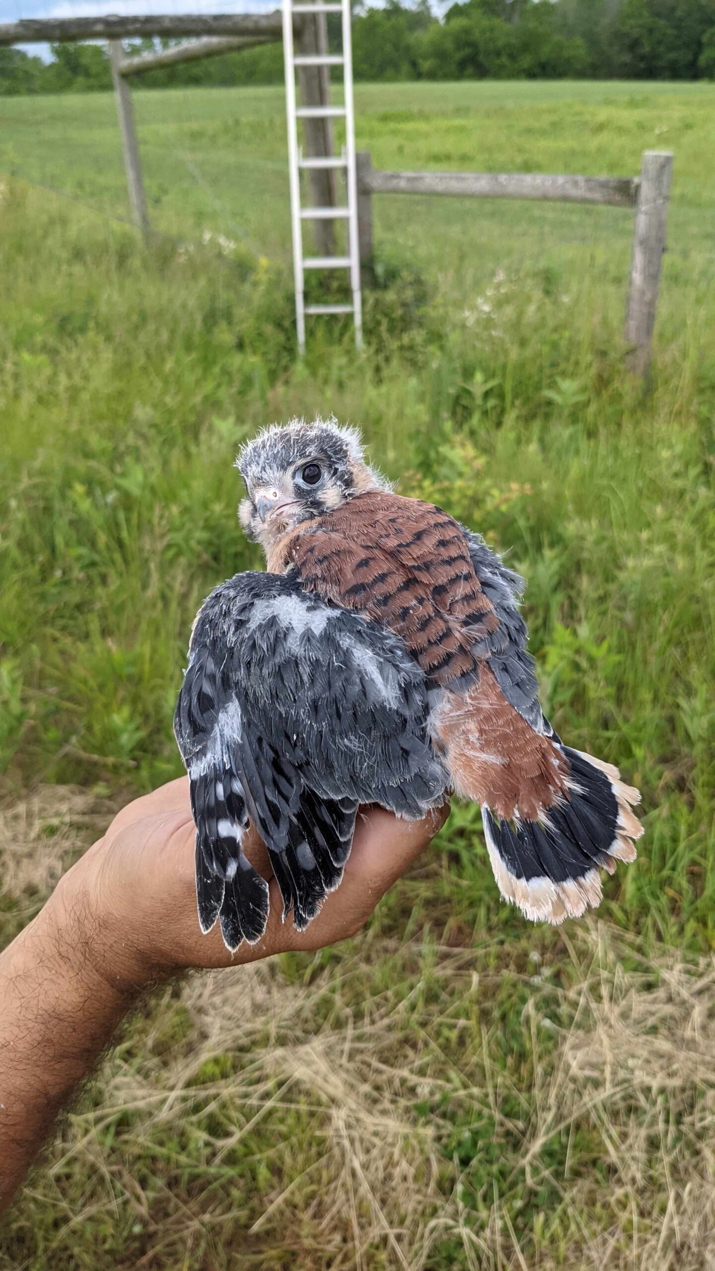 Kestrel male
