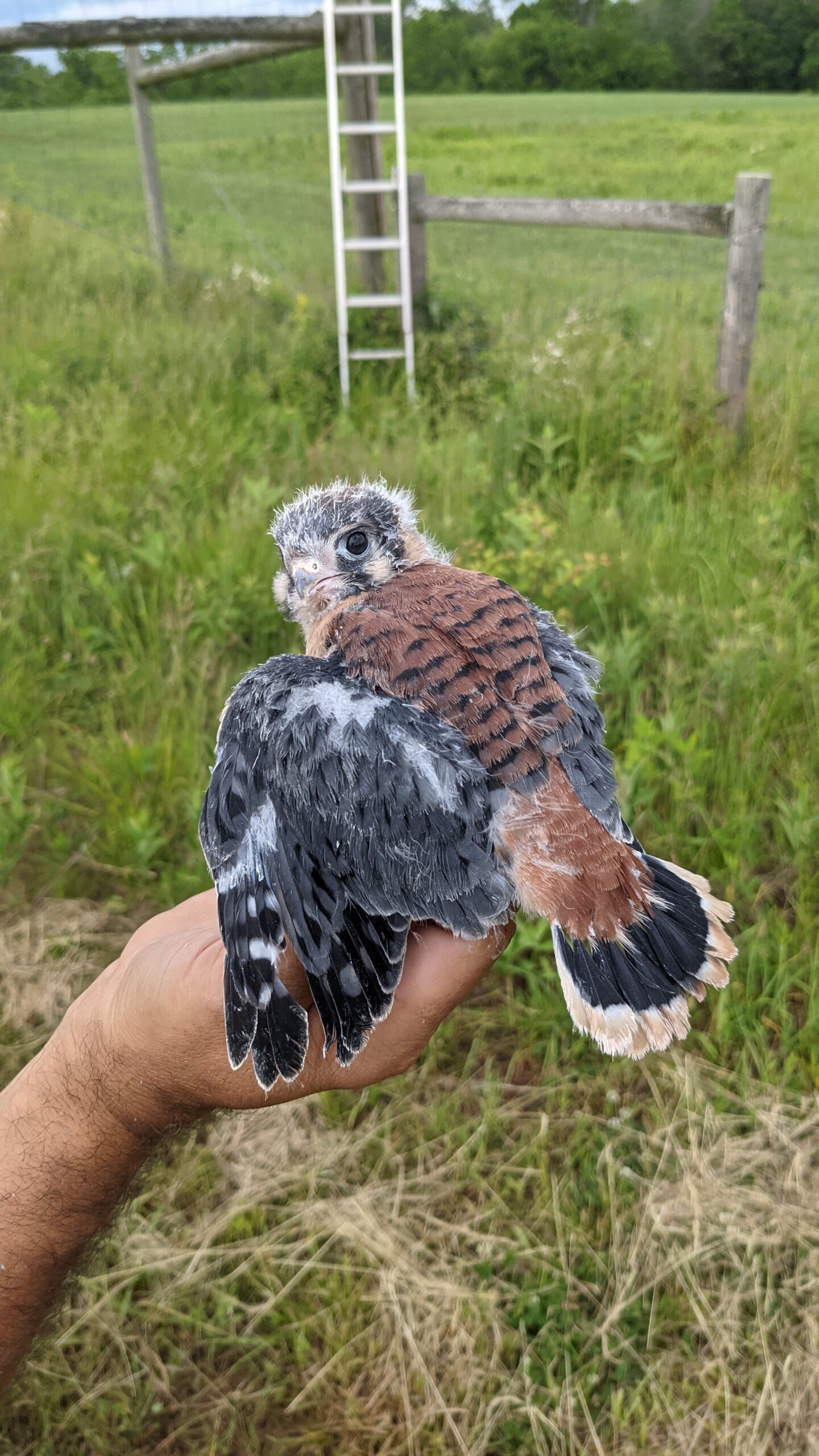 Kestrel male