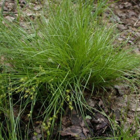 Appalachian Sedge