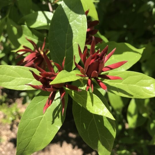Carolina Allspice