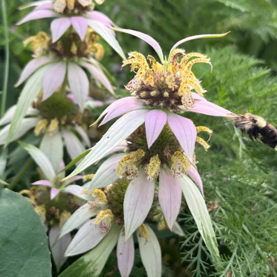 Dotted Horsemint