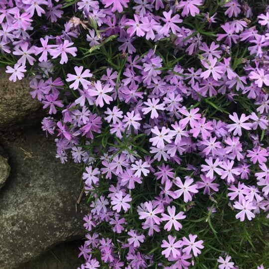 Moss Phlox