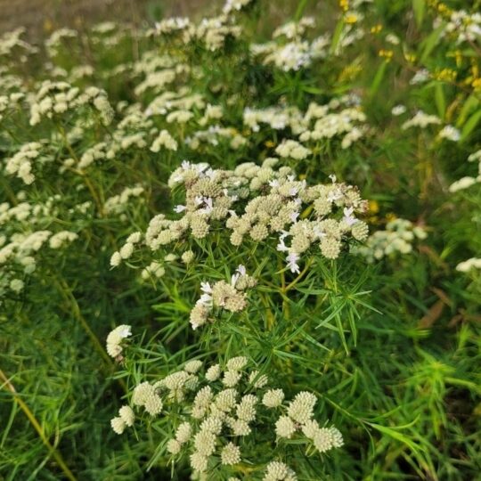 Narrow-leaved Mountain-mint