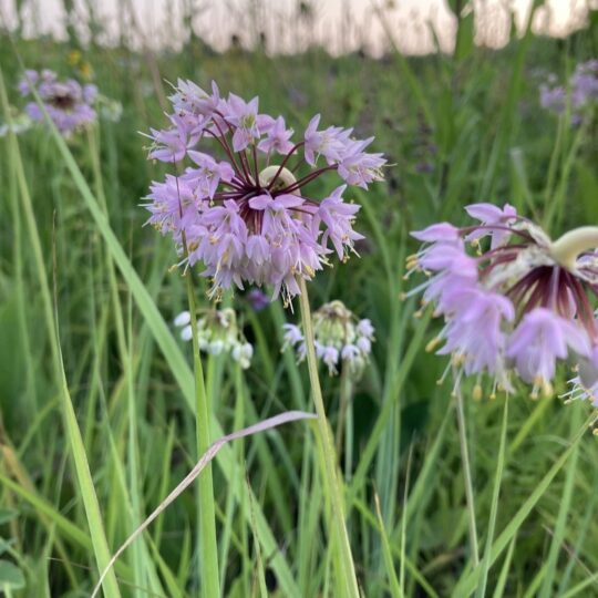 Nodding Onion